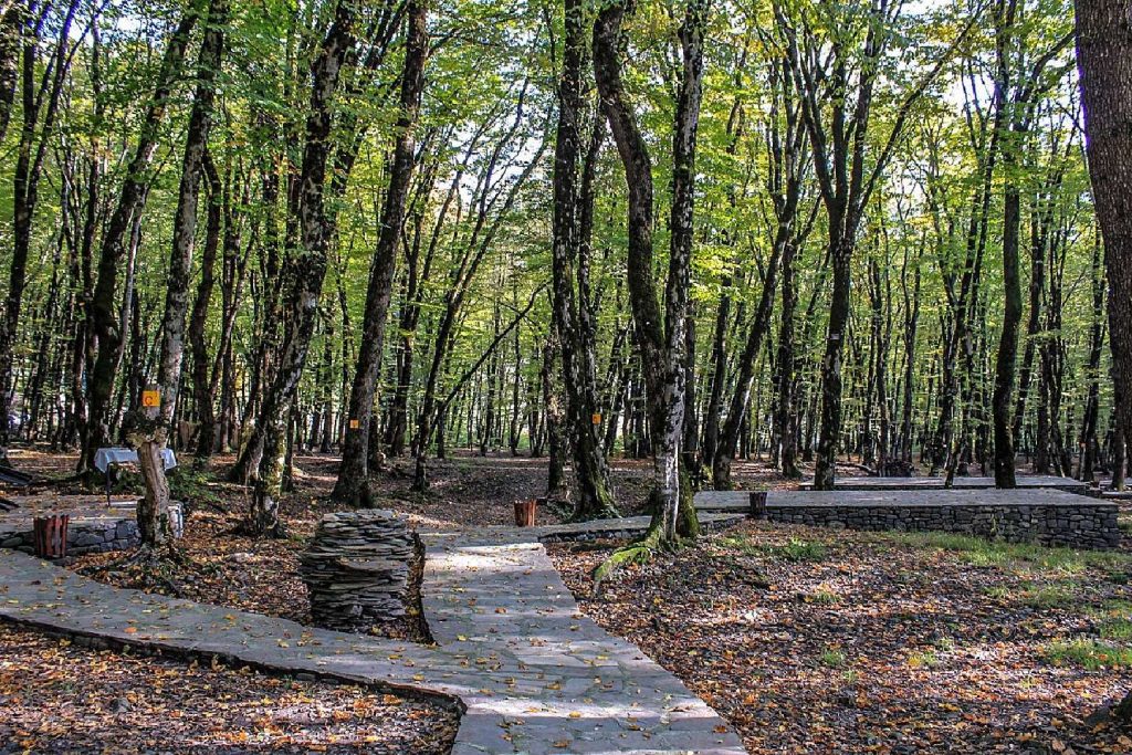 Forest in Gabala Town