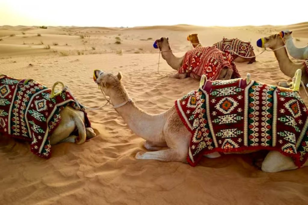 camel sitting in desert