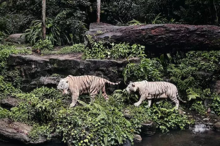 Singapore Zoo